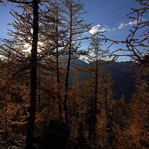 SEPTEMBER IS THE MONTH OF THE GOLDEN LARCHES AT PARADISE