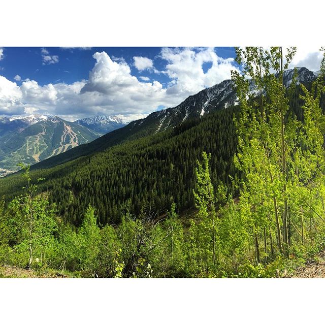 Trembling #Aspen trailside on the Paradise trail.

#panoramabc #ATV #tours #columbiavalley #cvtourism #kootenay #bcrockies #tca #tobycreekadv #tobycreekadventures #canadianrockies #banff #canmore #canada #kootrock @kootenayrockies @hellobc #hellobc