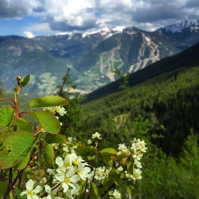 Spring is way ahead of schedule this year. Flowers are blooming early along the Paradise trail.

#panoramabc #ATV #tours #columbiavalley #cvtourism #kootenay #bcrockies #tca #tobycreekadv #tobycreekadventures #canadianrockies #banff #canmore #canada #kootrock @kootenayrockies @hellobc #hellobc