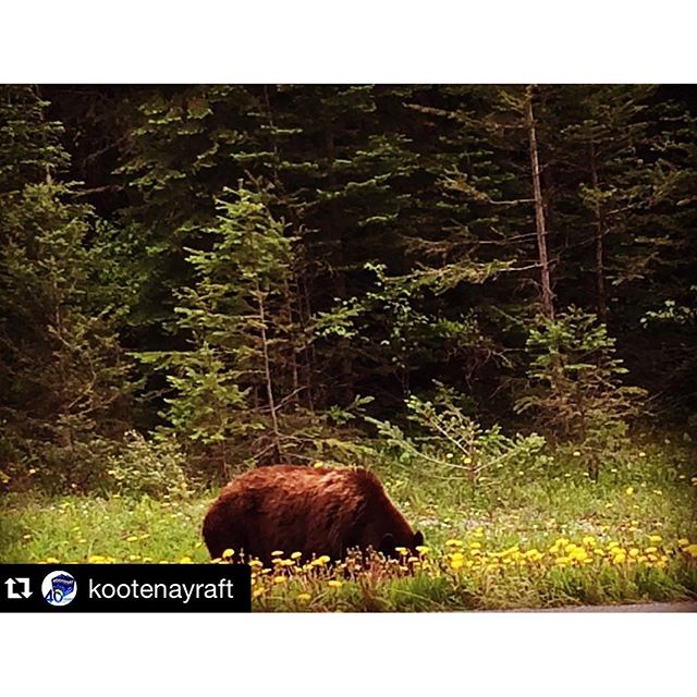 #Repost @kootenayraft ・・・
We get to see so much #wildlife on our trips!! #grizzly #grizzlybear #kootenayriverrunners #kootrock #canadianrockies #tourcanada #beautifulbc #inthekootenays #imagesofcanada #nationalpark