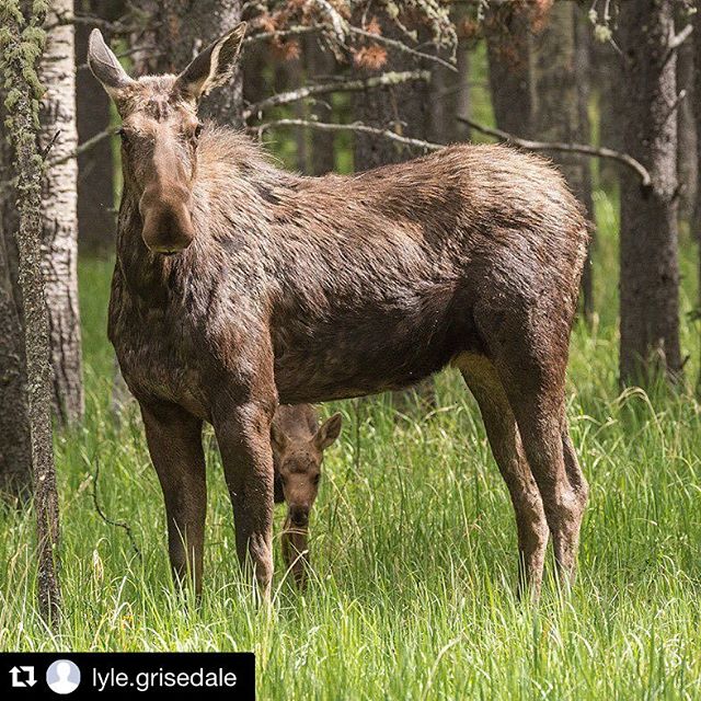 What a great shot of #Moose mom & calf. IG Repost @lyle.grisedale ・・・ You need to stay alert while roaming around in the woods these days, there are moms with new babies there and they can be very protective. #moose #mykimberley #kimberleybc #agoodplacetobe #letsexplore #explorecanada #canada #greatnature #kootenaylife #photooftheday #picoftheday #exploreBC #canadiannature #shareCG #WildLookOutside @hellobc #fantastic_earth #thisisearth #natureaddict #greatnature @nature #rockymountianlife