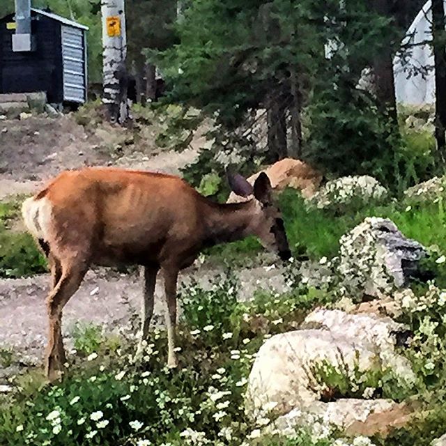 Some evenings we go out to see the wildlife, other evenings the #wildlife comes to see us.

#atvtour  #panoramabc