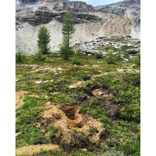 More Grizzly diggings – this time in Paradise Basin. Tough …