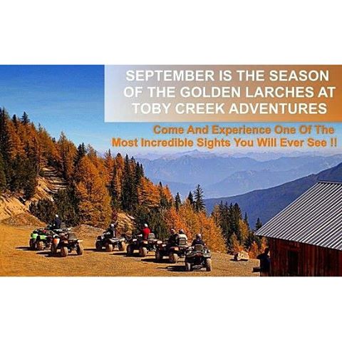 #September is the season of the #GoldenLarches in the #CanadianRockies.  The Alpine Larch trees grow in the high-country at 8000'. Every year around in September they turn to Gold before losing their needles for winter.

There is no easier way to see this alpine spectacle than on an #ATV tour with Toby Creek Adventures. Book your Fall ATV tour now and come experience one of the most amazing sights you will ever see. 
Visit our website for more information and tour options: https://tobycreekadventures.com/golden-larches-4wd-atv-tours/