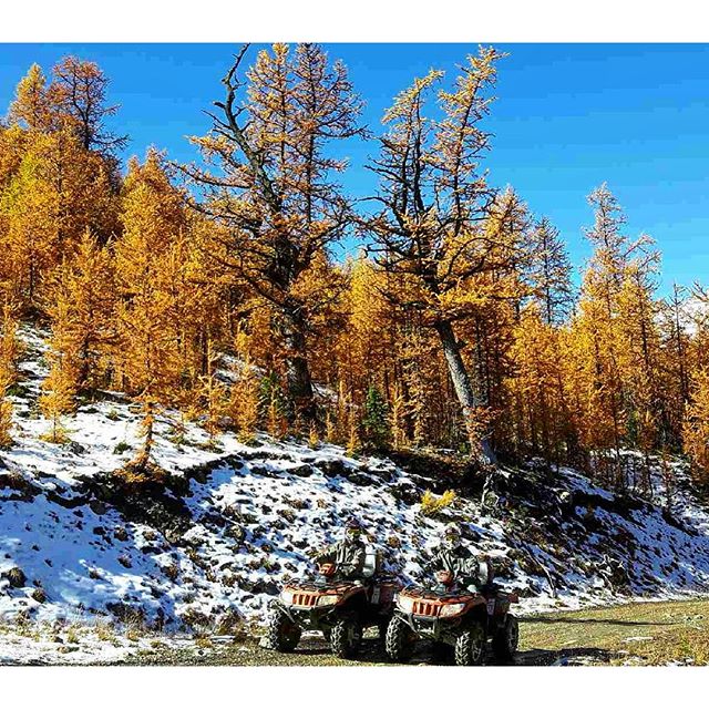 The Larches are at their peak colour tight now. A great time of year for an #ATV tour.