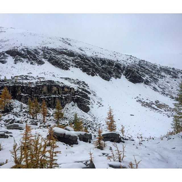 Rock, snow and #Larches. First day of fall at Paradise Basin. Come up for lunch at the cabin and witness the change of seasons. Daily full and half-day ATV tours.