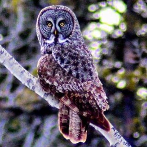 Check out our wide-eyed #spring visitor ???????? #owl #owls #wildlife …