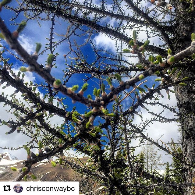#Repost @chrisconwaybc ・・・
The Alpine #Larches are greening up with new needles for summer. In only 90 days they will be turning gold. Summer is short at 8000'

#tobycreekadventures