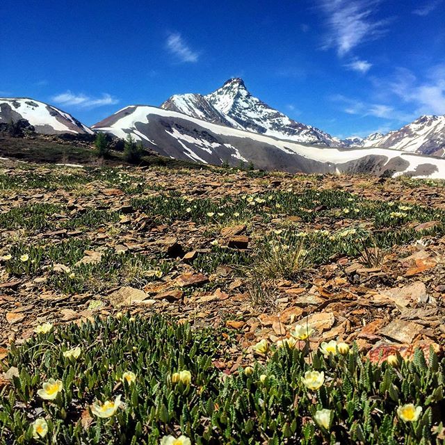 What a spectacular day it was up high on #ParadiseRidge today. Already there are #alpineflowers everywhere.