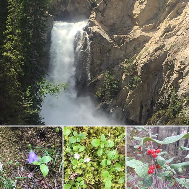 The falls were roaring and the trail is lined with wildflowers and buffaloberry on our Wetlands & Waterfall #EcoTour this weekend.  #canadianrockies #tobycreekadventures #kootrocks  #banff #Invermere #panoramabc #radiumhotsprings #purecanada