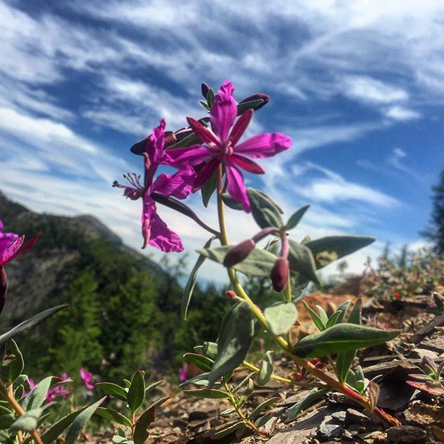 #Alpine #wildflowers #ParadiseRidge #ATVtours #tobycreekadventures #canadianrockies #panoramabc #purecanada