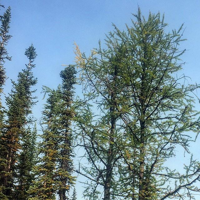 First hint of #Fall - a few of the #Larches are just starting to turn . #tobycreekadventures #canadianrockies????????