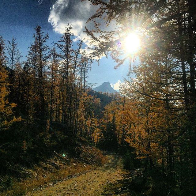 At this time of year our #ATV trails are lined with gold. Come and see the golden #Larches.