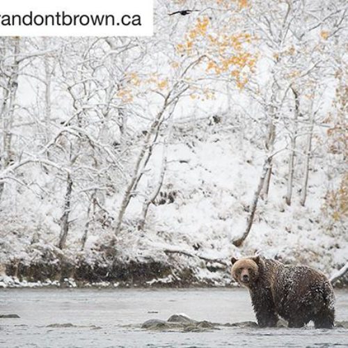 #BrandonTBrown is a professional wildlife photographer in the #CanadianRockies. Brandon’s …