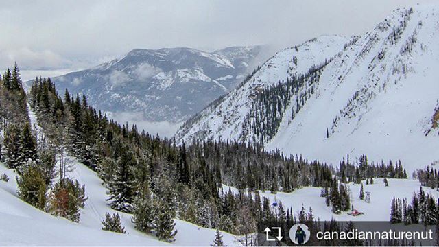 Repost from @canadiannaturenut  The view from 8000 feet. Much easier taking a skidoo!

#nature #NatureLovers #Wilderness_Culture #TheCampingPage #LeaveNoTrace #OurPlanetDaily #indieadventurer #natural #Idratherbeinnature #NeverStopExploring #Respect_nature
#HikingTrails #Hiking #ProHikes
#ExploreAlberta #Alberta_CA #Wanderlustalberta #RememberToBreathe #ExploreCanada #Canada #ThankyouCanada #MyCanadianPhotos
#RockyMountains  #PanoramaMountainResort #tobycreekadventures #purcellmountains @tobycreekadv