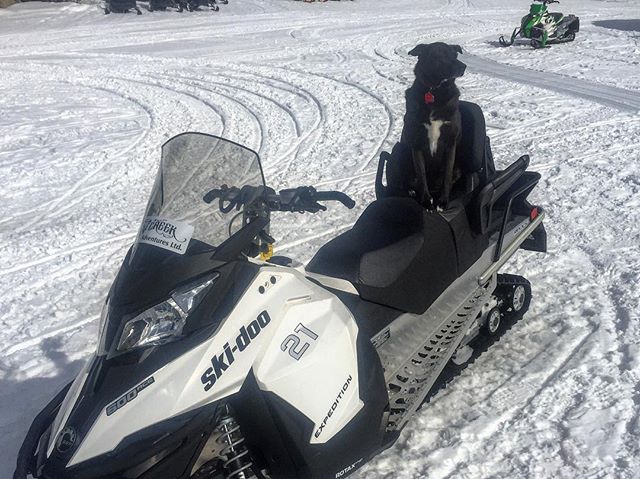 Ready to go!! Has anyone seen my driver? #snowmobiletours #tobycreekadventures #dogsofinstagram #dogsthatsled #canadianrockies #banff #panoramabc #purecanada