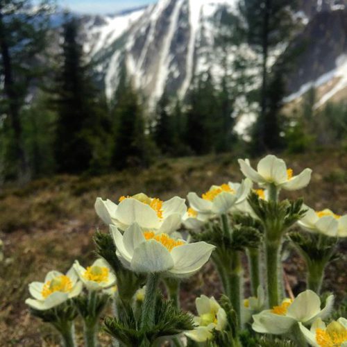 By early June the snow is melting at Paradise. Within …