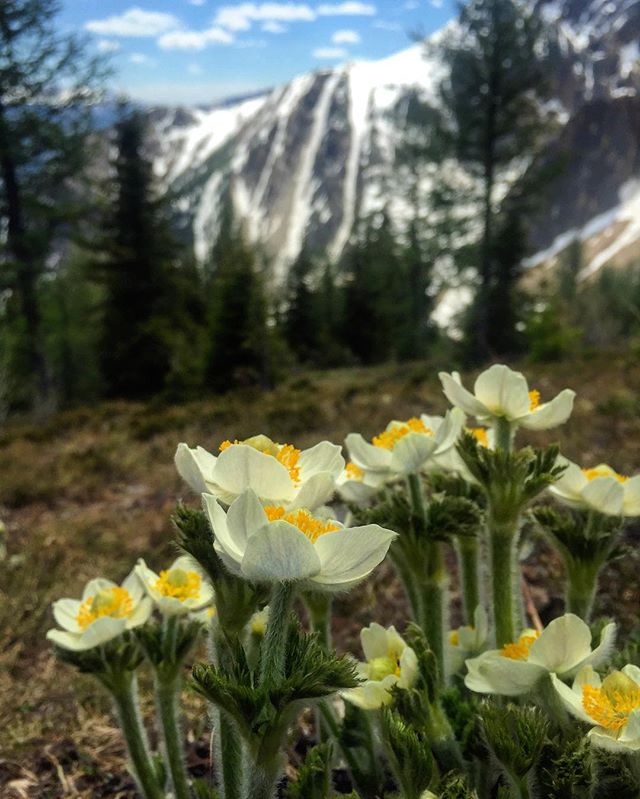 By early June the snow is melting at Paradise. Within days of the sun finally warming the soil the crocuses bloom in the alpine.