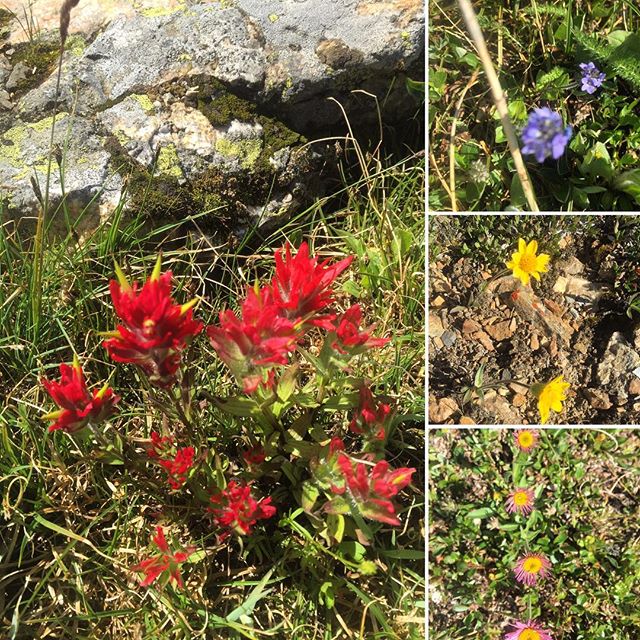 July and August are the perfect months to experience the amazing variety and  colourful display of alpine #flowers at Paradise.
.
#tobycreekadventures #atvtours #canadianrockies #banff #panoramamountainresort #invermere