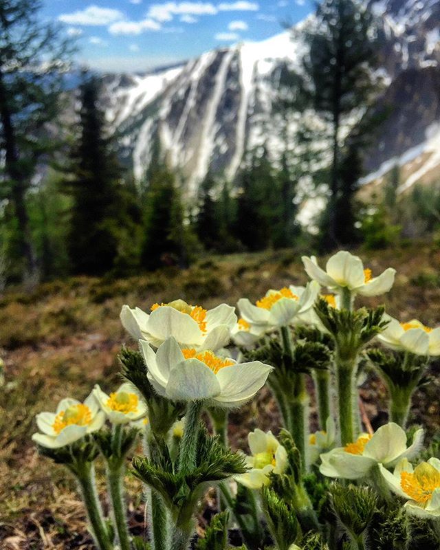 Alpine Crocuses !!
.
.
#tobycreekadventures #warmsideoftherockies #purecanada #wildflowers