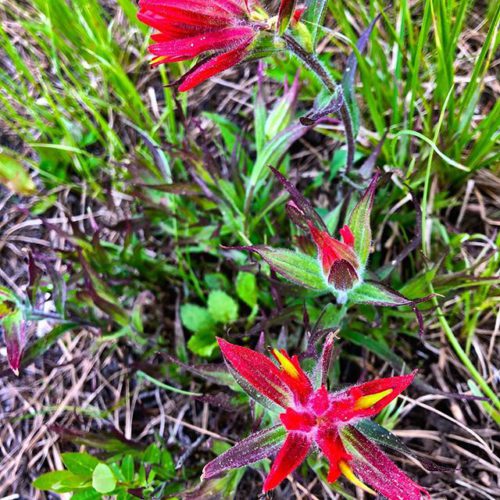 #Wildflowers are blooming along the trail. Here is a brilliant …