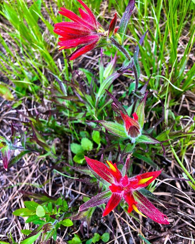 #Wildflowers are blooming along the trail. Here is a brilliant #IndianPaintbrush. .
.
#warmsideoftherockies  #tobycreekadventures  #utvtours  #sidebyside  #atvtours  #canadianrockies  #radiumhotsprings  #invermere #panoramamountainresort #purecanada