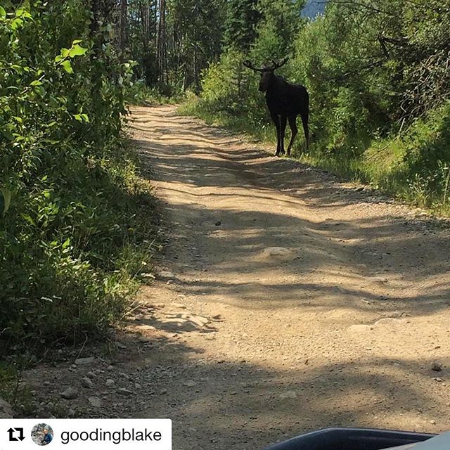 #Repost from @goodingblake
・・・
A Moose! It’s not every day we see this, but it’s sure cool when they lay down and hang out for some time. #tobycreekadventures #guiding #4wheeler #moose #wildlife