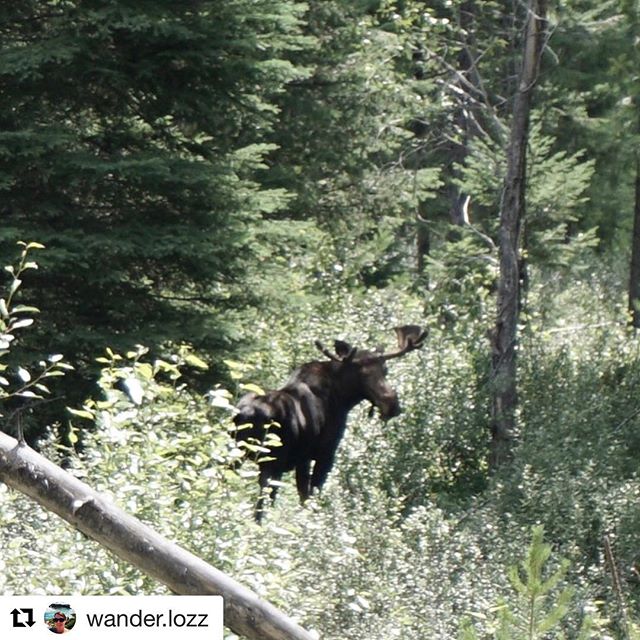 #Repost from @wander.lozz ・・・
Thanks to Toby Creek Adventures for a great day on the ATV. The views from 9000 feet are incredible and I finally saw a male moose! @tobycreekadv #tobycreekadventures #moose  #atv #waterfall .
.
.
.
#banff #banfftours #invermere  #exploreBC #canadianrockies #travelbc #explore #canada #ParksCanada #nature #imagesofcanada #adventure #BeautifulDestinations #travel