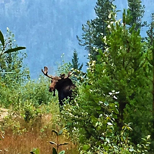 This handsome fellow has been around most of the summer. It’s always a treat to catch sight of him along the lower part of trail to Paradise. #Tobycreekadventures #utvtours #atvtours #canadianrockies #moose #warmsideoftherockies #panoramamountainresort