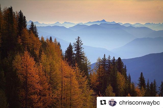 Book now for our famous Golden Larch ATV / UTV tours.  Our half and full day tours take you all the way to the alpine and our 2-hour tour will get you close. It’s a brief window of just a few weeks but if you are in the Rockies in September do not miss this amazing sight.
.
.
#Repost from TCA guide @chrisconwaybc ・・・
Larch season is coming! Yes it is!  Only a few weeks away. Who is excited?
.
.
This image shows the Alpine Larches at Paradise Basin in full seasonal colour with the hazy Canadian Rockies beyond. This was the view from the Paradise Cabin (8000’) at #TobyCreekAdventures mid-September 2012
.
.
#PanoramaBC #PanoramaMountainVillage #KootRocks #Kootenay #KootenayLife #Larches #GoldenLarches #Fall #ExploreBC #WarmSideOfTheRockies @tobycreekadv @panoramaresort @kootrocks