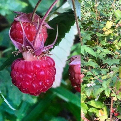 We are seeing a bumper crop of wild raspberries along …