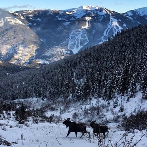 Check out this photo of two moose along the trail …
