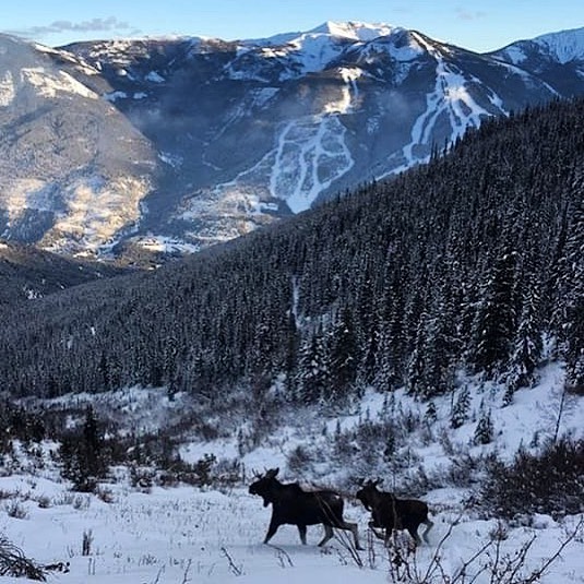 Check out this photo of two moose along the trail to Paradise Basin. This photo was captured a few days ago as our crew was working to prepare the trail for our OPENING DAY today!!
.
.
#tobycreekadventures #panoramamountainresort #canadianrockies  #moose #wildlife #warmsideoftherockies #banff #canmore #invermere #kootrocks #explorebc #canada ???????? .
.
????: @mitchsnow2