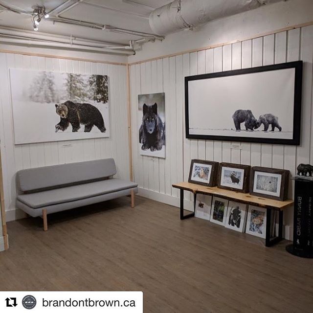Many of our guests who have experienced an adventure with us in the past few years, will have also seen the beautiful wildlife photography of our friend @brandontbrown.ca - some of his work is for sale in our gift shop.
.
.
Brandon has now opened a gallery in Canmore which is super exciting. We wish him much success in this next step of his photographic journey and  recommend dropping in to visit the gallery next time you are in Canmore.
.
.
 #Repost from @brandontbrown.ca ・・・
Many of you have asked over the years, and the time has finally come. I have opened a gallery in downtown Canmore ! Please come check it out and say hello. We’re open at 826 8st. Enter through the main hall or through @albertasownmarket