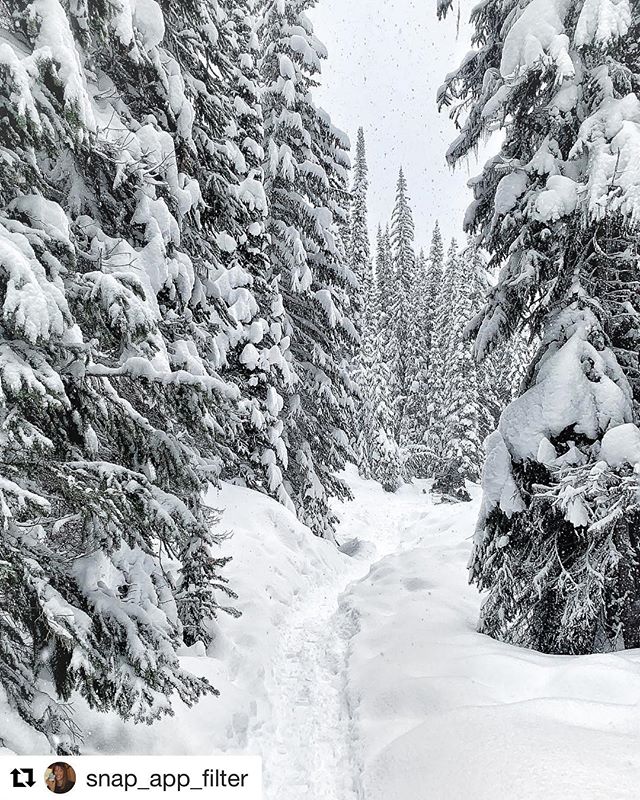 #Repost from @snap_app_filter
・・・
Walking through a winter wonderland to a frozen waterfall... #canadianwinter #frozenwaterfalls #tobycreekadventures