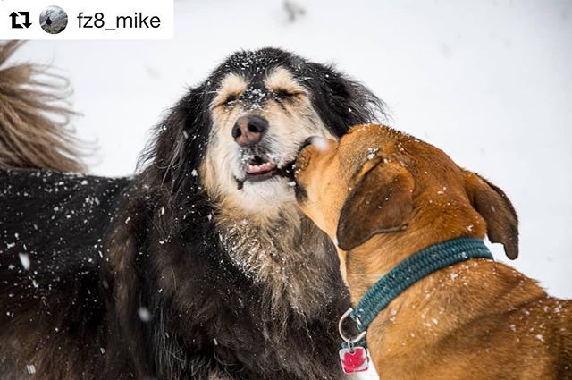 #Repost from @fz8_mike
・・・
Caught in a moment
.
.
.
.
#dogs #dogsofinstagram #doggo #dog #snow #TobyCreekAdventures #dogsoftobycreekadventures