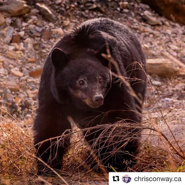 We often see bears and other wildlife on our ATV tours and observe from a safe distance. This bear was photographed recently on the road to our base area.
.
.
#repost from @chrisconway.ca
・・・
There are a lot of #BlackBears out and about this spring. I have seen quite a few already. This one I came across along the #TobyCreek road. It’s good to have a nice long lens to photograph these guys and keep a good respectful distance as was the case here. Despite the distance he looked up at me as I snapped this photo so then I promptly left so he could graze and eat in peace. It’s their domain and life is not easy for the bruins. Thanks for the photo bear - have a safe summer and stay wild.
.
.
#panoramamountainresort #invermere #columbiavalley #bear #wildlife #purecanada #tobycreekadventures