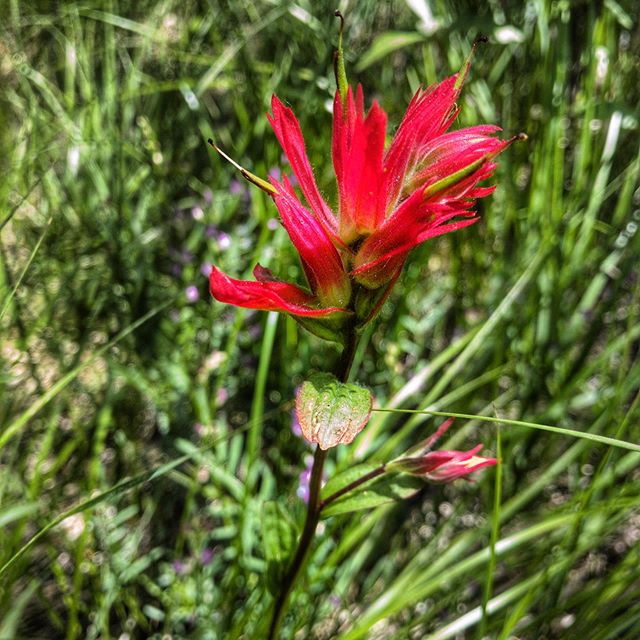 The #wildflowers are appearing. Here’s an Indian Paintbrush which by mid-summer can be found all the way along the trail and even in the alpine world of Paradise Ridge. #tobycreekadventures
