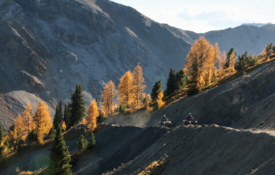 ATVs riding amongst the larches in Paradise Ridge Toby Creek Adventures